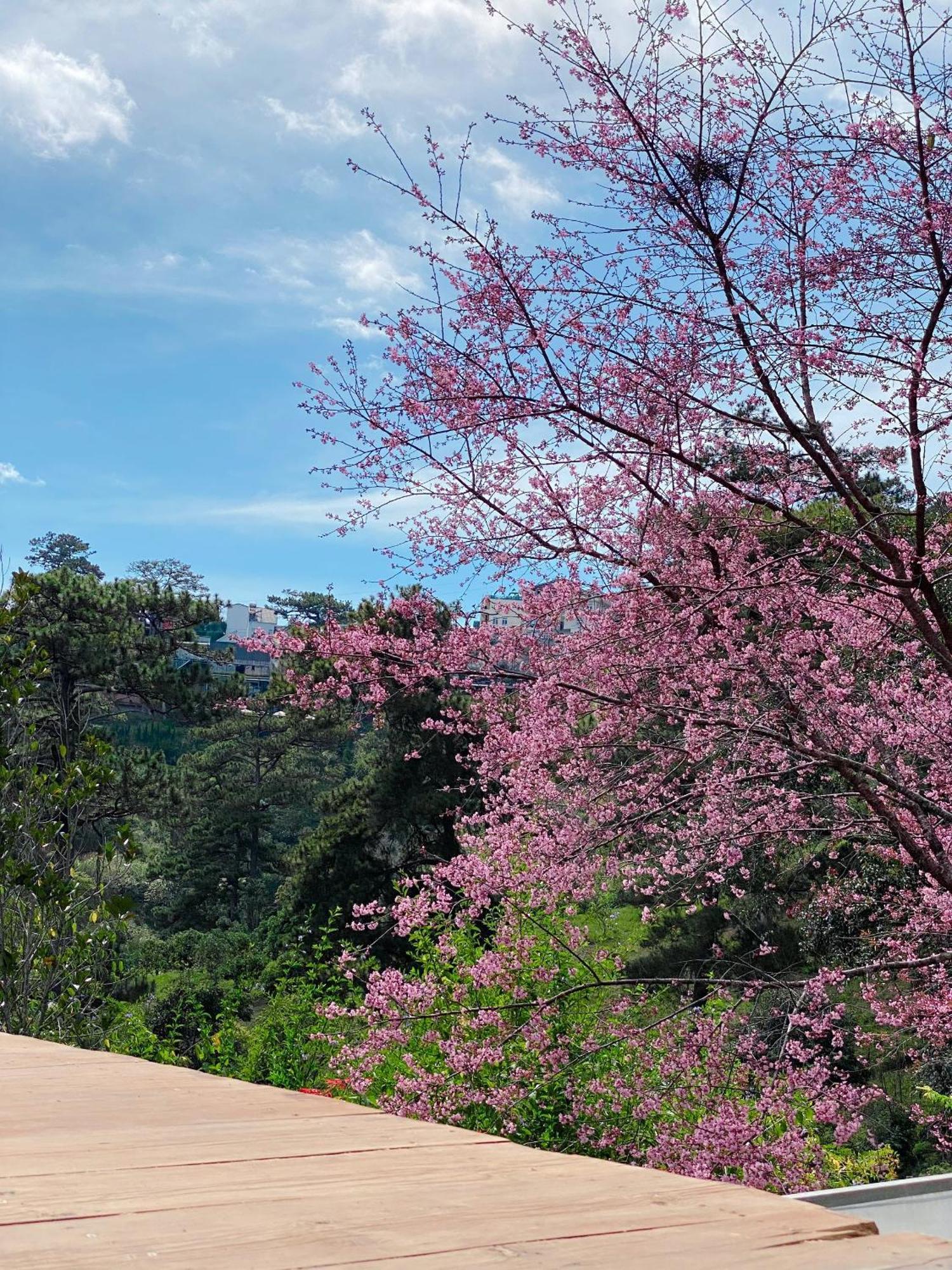 Dalat Memories Homestay - Pho Suong Mo Dalat Exterior foto